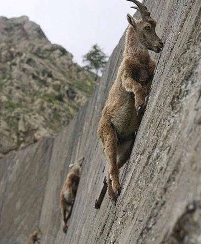 Imp