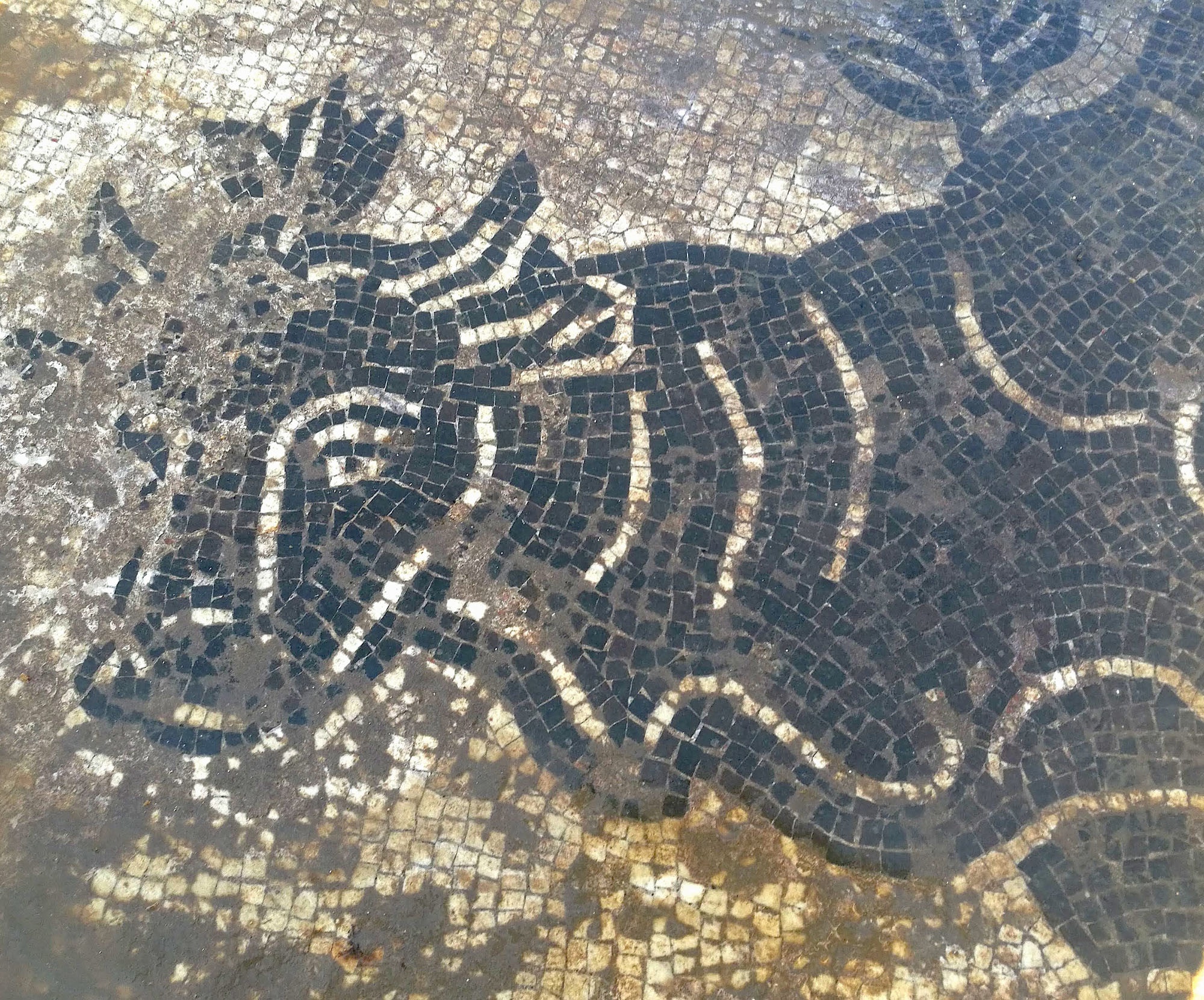Imp